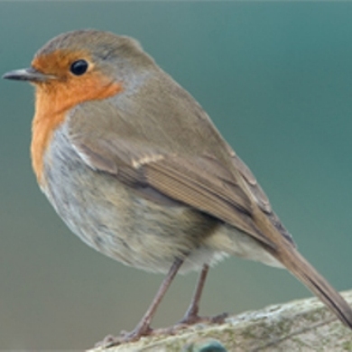 Dublin's Garden Birds