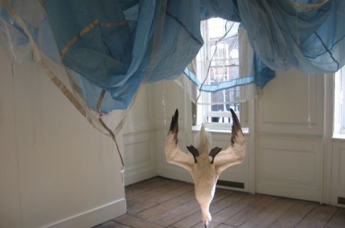 Dorothy Cross, Parachute, 2005, Dimensions variable, Parachute and gannet, Purchase, 2005, Collection Irish Museum of Modern Art