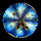 Diatom_Luis Gutierrez_TaraOceans_UCD_2011