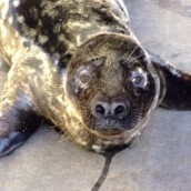 Seal