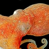 Dublin2012_Octopus_ Emmanuel_Reynayd_2012_UCD