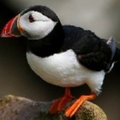 Puffin